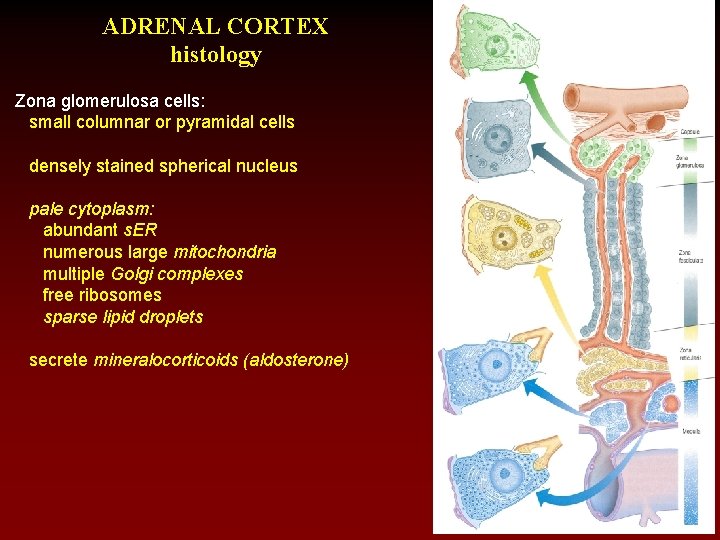 ADRENAL CORTEX histology Zona glomerulosa cells: small columnar or pyramidal cells densely stained spherical