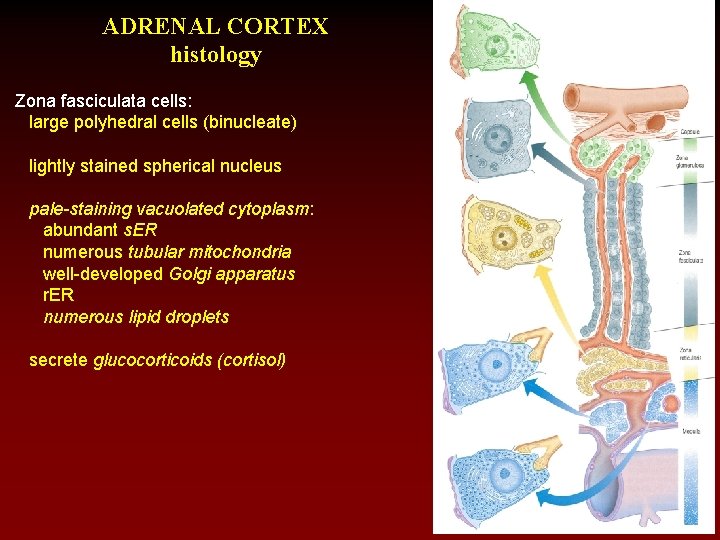 ADRENAL CORTEX histology Zona fasciculata cells: large polyhedral cells (binucleate) lightly stained spherical nucleus