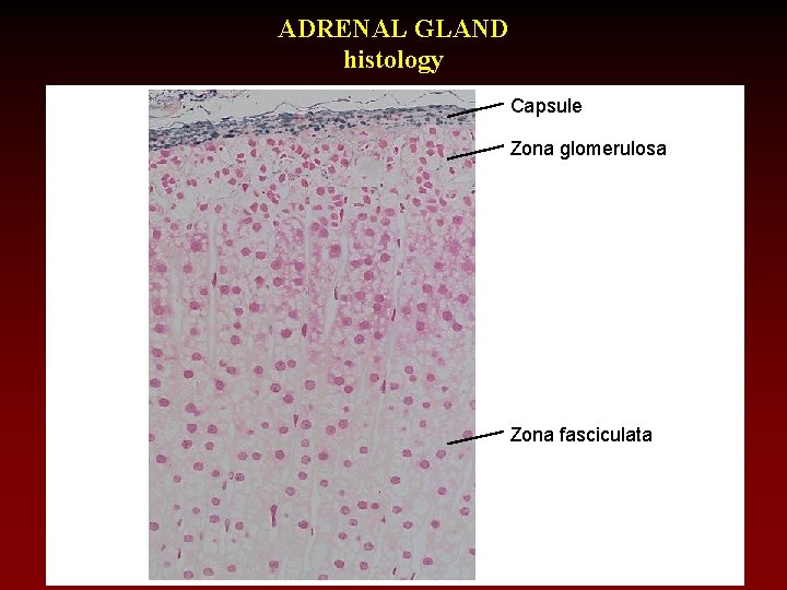 ADRENAL GLAND histology Capsule Zona glomerulosa Zona fasciculata 