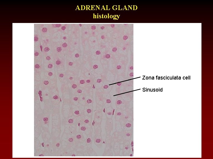 ADRENAL GLAND histology Zona fasciculata cell Sinusoid 