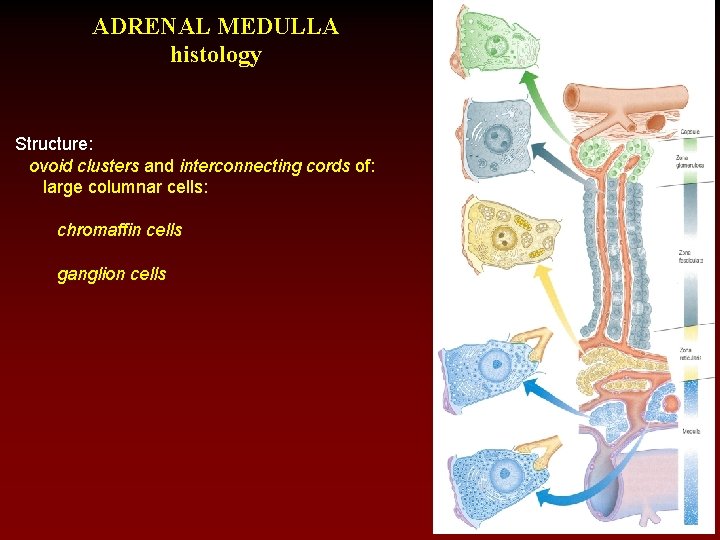 ADRENAL MEDULLA histology Structure: ovoid clusters and interconnecting cords of: large columnar cells: chromaffin