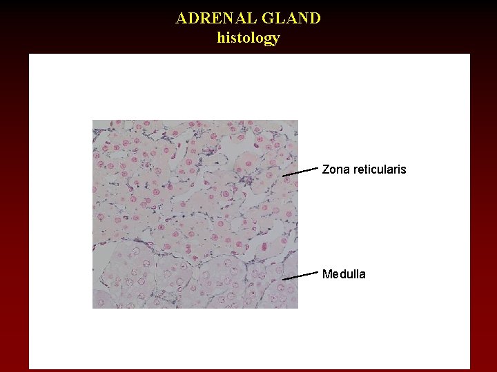 ADRENAL GLAND histology Zona reticularis Medulla 