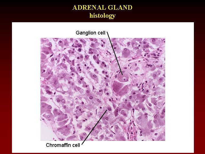 ADRENAL GLAND histology Ganglion cell Chromaffin cell 