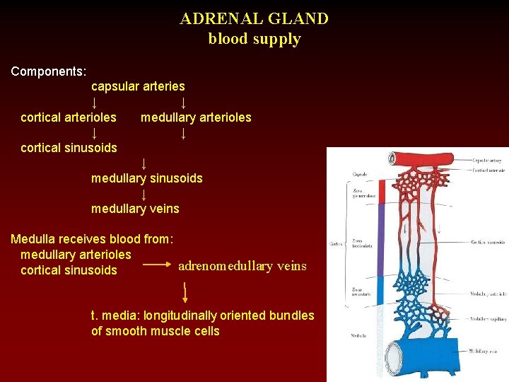 ADRENAL GLAND blood supply Components: capsular arteries ↓ ↓ cortical arterioles medullary arterioles ↓