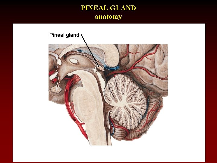 PINEAL GLAND anatomy Pineal gland 