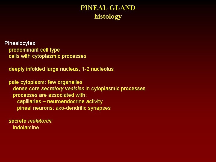PINEAL GLAND histology Pinealocytes: predominant cell type cells with cytoplasmic processes deeply infolded large