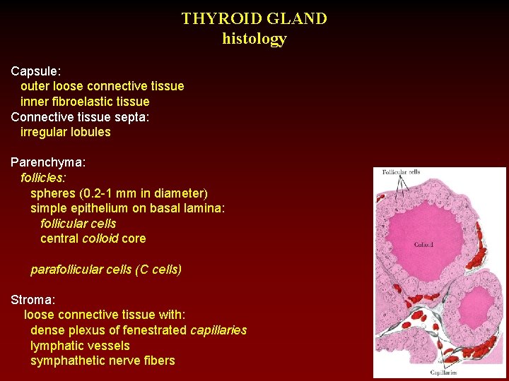 THYROID GLAND histology Capsule: outer loose connective tissue inner fibroelastic tissue Connective tissue septa: