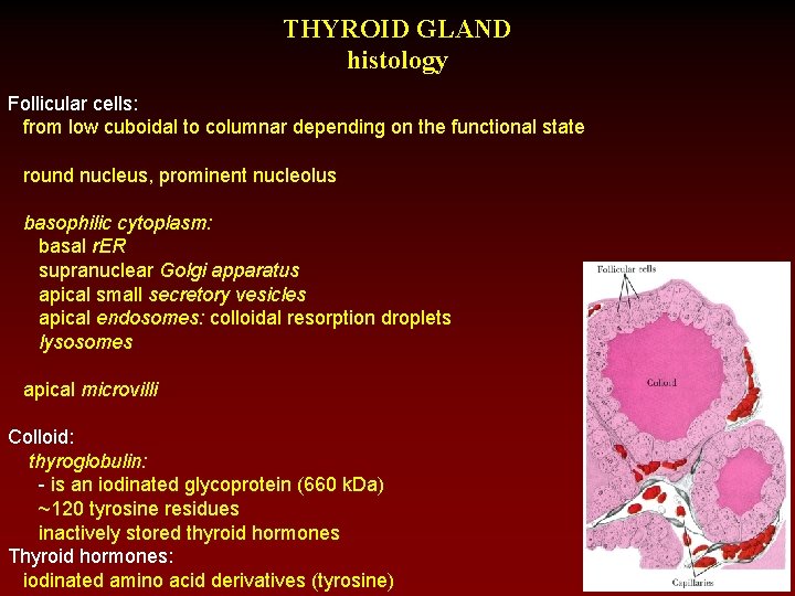 THYROID GLAND histology Follicular cells: from low cuboidal to columnar depending on the functional