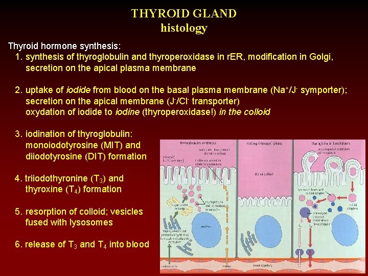 THYROID GLAND histology Thyroid hormone synthesis: 1. synthesis of thyroglobulin and thyroperoxidase in r.
