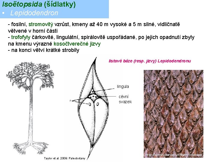 Isoëtopsida (šídlatky) • Lepidodendron - fosilní, stromovitý vzrůst, kmeny až 40 m vysoké a