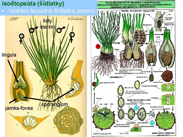 Isoëtopsida (šídlatky) • Isoëtes lacustris šídlatka jezerní listy sterilní lingula jamka-fovea sporangium 