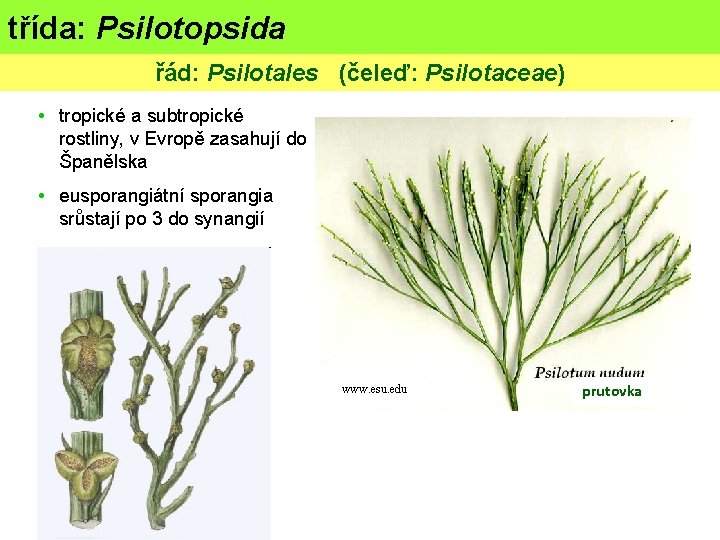třída: Psilotopsida (psilofyty) řád: Psilotales (čeleď: Psilotaceae) • tropické a subtropické rostliny, v Evropě