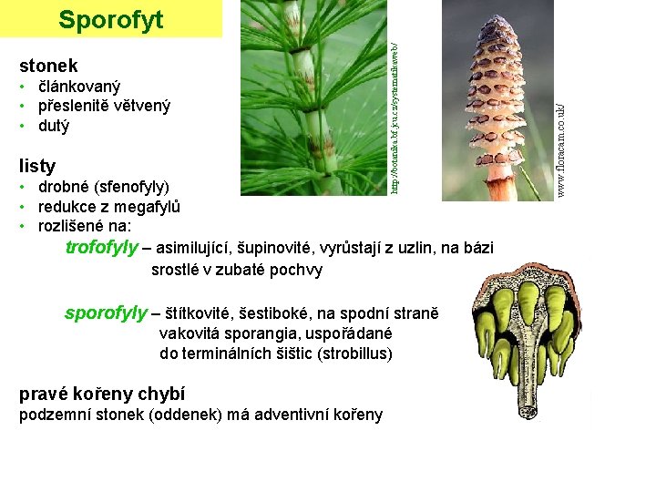  • článkovaný • přeslenitě větvený • dutý listy • drobné (sfenofyly) • redukce