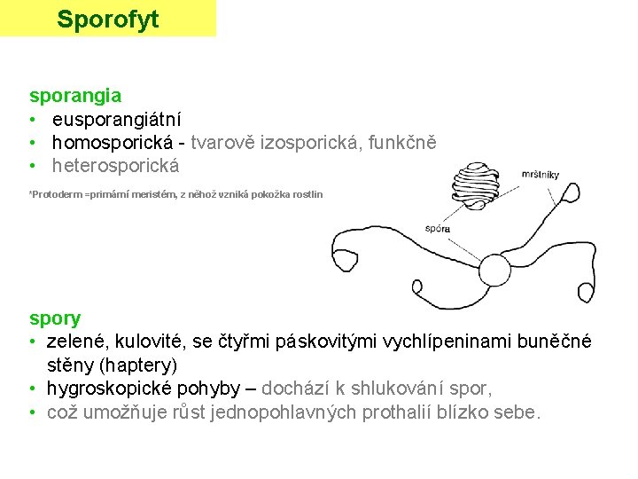 Sporofyt sporangia • eusporangiátní • homosporická - tvarově izosporická, funkčně • heterosporická *Protoderm =primární