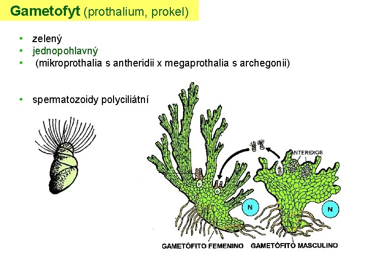 Gametofyt (prothalium, prokel) • zelený • jednopohlavný • (mikroprothalia s antheridii x megaprothalia s