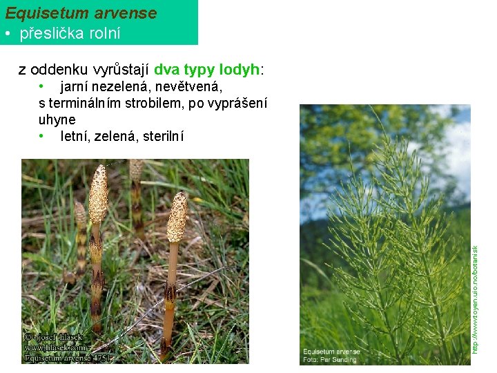 Equisetum arvense • přeslička rolní z oddenku vyrůstají dva typy lodyh: http: //www. toyen.