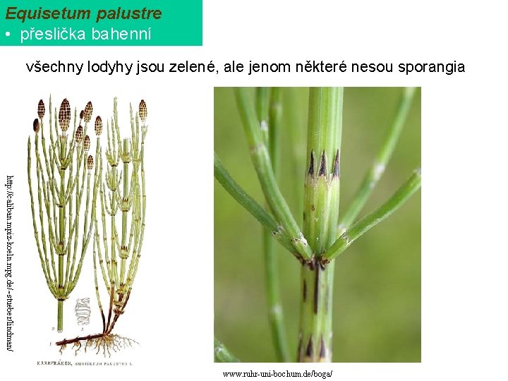 Equisetum palustre • přeslička bahenní všechny lodyhy jsou zelené, ale jenom některé nesou sporangia