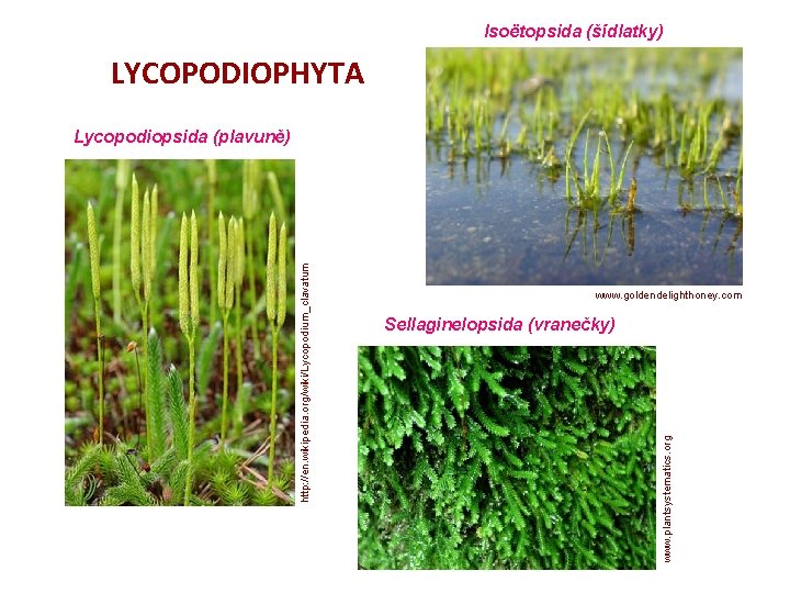 Isoëtopsida (šídlatky) LYCOPODIOPHYTA www. goldendelighthoney. com Sellaginelopsida (vranečky) www. plantsystematics. org http: //en. wikipedia.