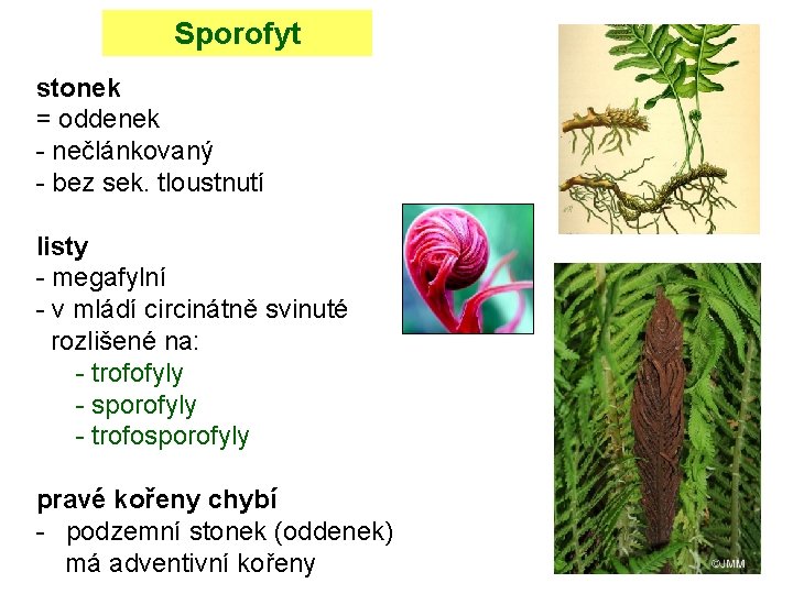 Sporofyt stonek = oddenek - nečlánkovaný - bez sek. tloustnutí listy - megafylní -