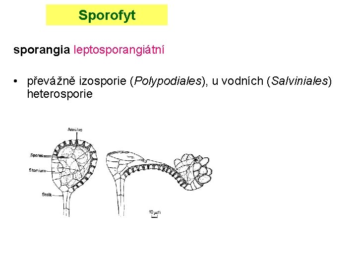 Sporofyt sporangia leptosporangiátní • převážně izosporie (Polypodiales), u vodních (Salviniales) heterosporie 
