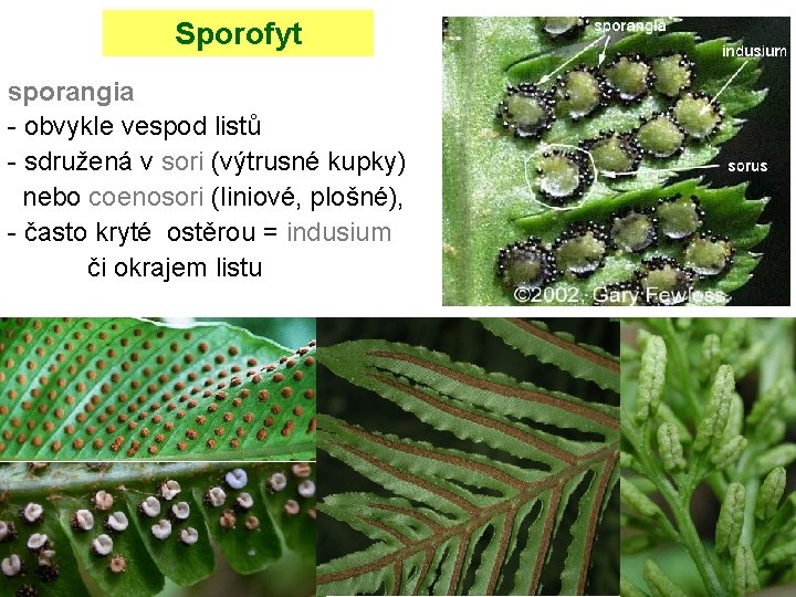Sporofyt sporangia - obvykle vespod listů - sdružená v sori (výtrusné kupky) nebo coenosori