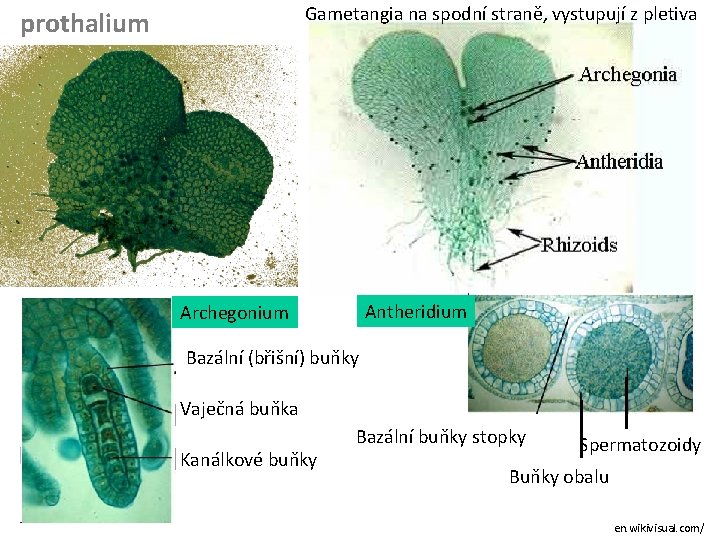 Gametangia na spodní straně, vystupují z pletiva prothalium Antheridium Archegonium Bazální (břišní) buňky Vaječná