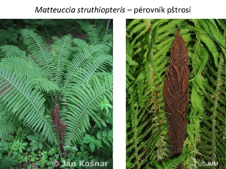 Matteuccia struthiopteris – pérovník pštrosí 