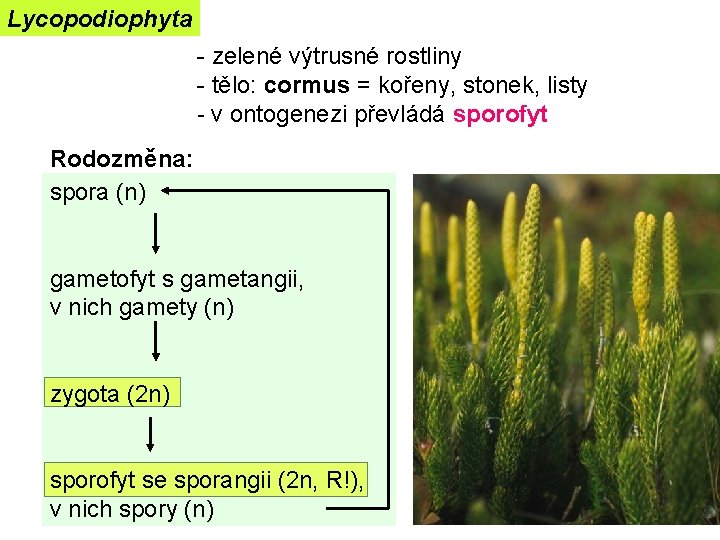 Lycopodiophyta - zelené výtrusné rostliny - tělo: cormus = kořeny, stonek, listy - v