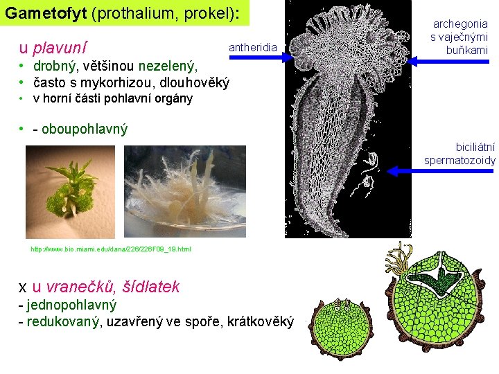 Gametofyt (prothalium, prokel): u plavuní antheridia archegonia s vaječnými buňkami • drobný, většinou nezelený,