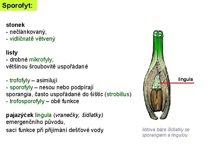 Sporofyt: stonek - nečlánkovaný, - vidličnatě větvený listy - drobné mikrofyly, většinou šroubovitě uspořádané