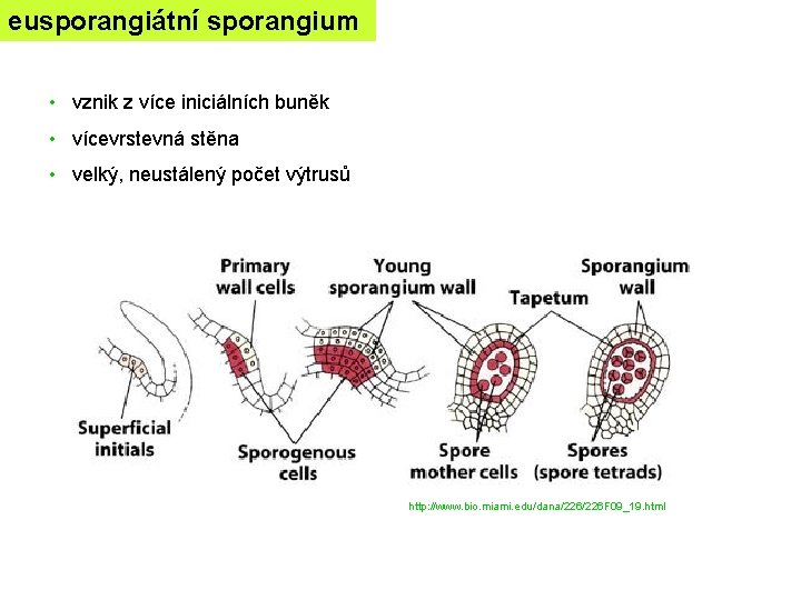 eusporangiátní sporangium • vznik z více iniciálních buněk • vícevrstevná stěna • velký, neustálený