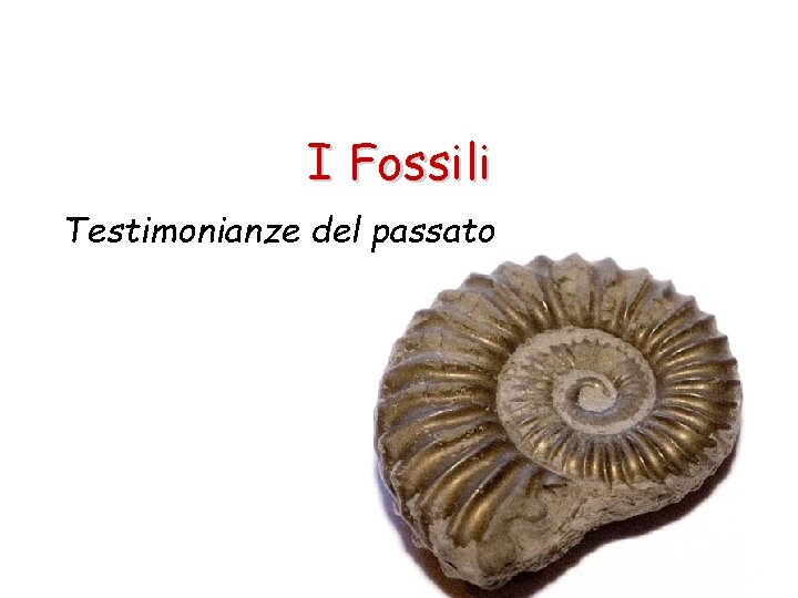 I Fossili Testimonianze del passato 