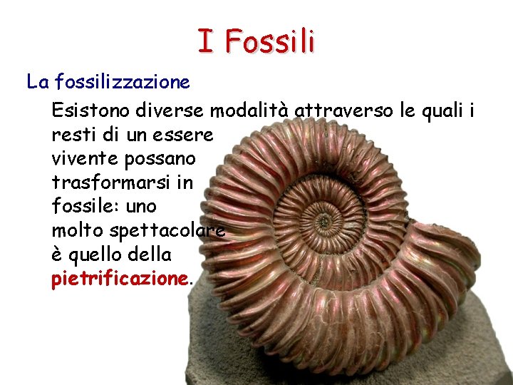 I Fossili La fossilizzazione Esistono diverse modalità attraverso le quali i resti di un