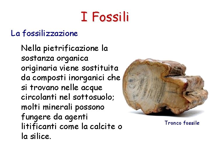I Fossili La fossilizzazione Nella pietrificazione la sostanza organica originaria viene sostituita da composti