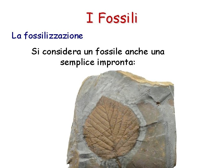 I Fossili La fossilizzazione Si considera un fossile anche una semplice impronta: 