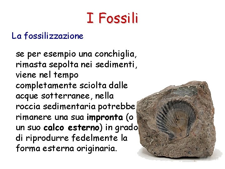 I Fossili La fossilizzazione se per esempio una conchiglia, rimasta sepolta nei sedimenti, viene