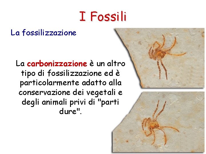 I Fossili La fossilizzazione La carbonizzazione è un altro tipo di fossilizzazione ed è