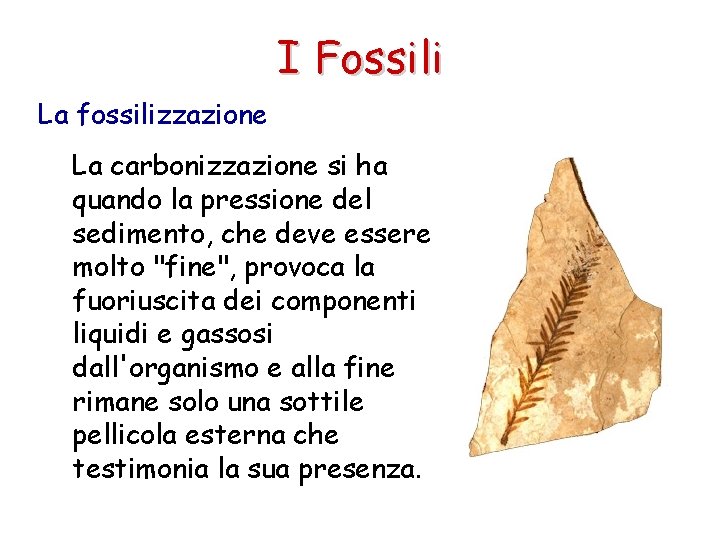 I Fossili La fossilizzazione La carbonizzazione si ha quando la pressione del sedimento, che