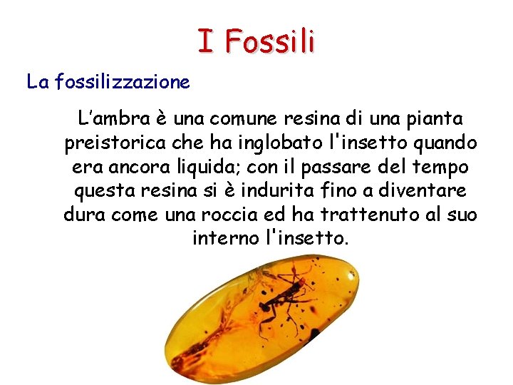 I Fossili La fossilizzazione L’ambra è una comune resina di una pianta preistorica che