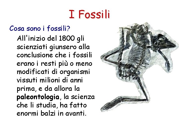 I Fossili Cosa sono i fossili? All'inizio del 1800 gli scienziati giunsero alla conclusione