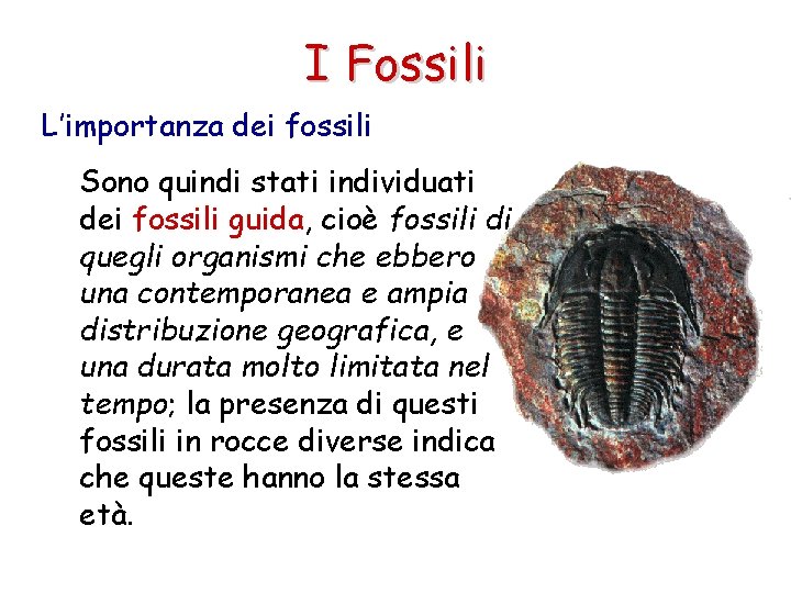 I Fossili L’importanza dei fossili Sono quindi stati individuati dei fossili guida, cioè fossili