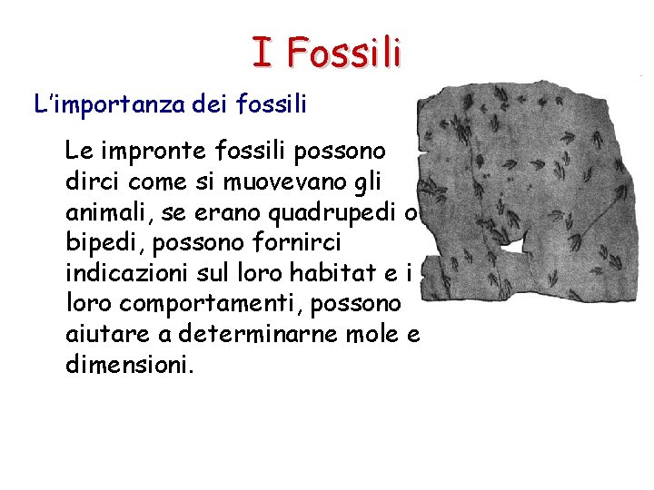 I Fossili L’importanza dei fossili Le impronte fossili possono dirci come si muovevano gli