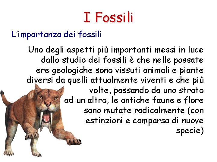 I Fossili L’importanza dei fossili Uno degli aspetti più importanti messi in luce dallo
