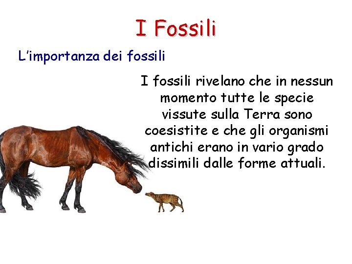 I Fossili L’importanza dei fossili I fossili rivelano che in nessun momento tutte le