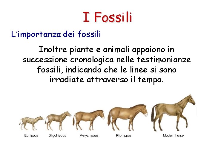 I Fossili L’importanza dei fossili Inoltre piante e animali appaiono in successione cronologica nelle