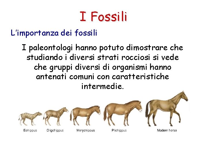 I Fossili L’importanza dei fossili I paleontologi hanno potuto dimostrare che studiando i diversi