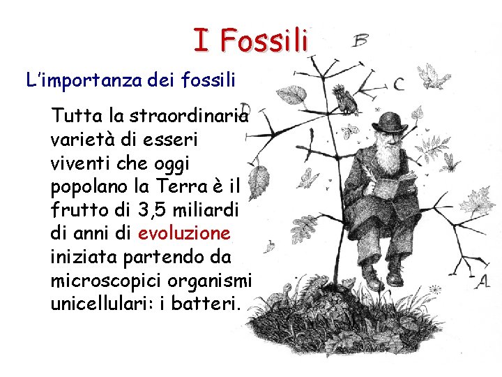 I Fossili L’importanza dei fossili Tutta la straordinaria varietà di esseri viventi che oggi