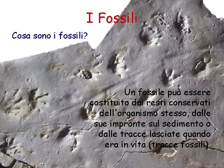 I Fossili Cosa sono i fossili? Un fossile può essere costituito dai resti conservati