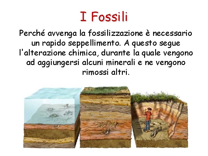 I Fossili Perché avvenga la fossilizzazione è necessario un rapido seppellimento. A questo segue