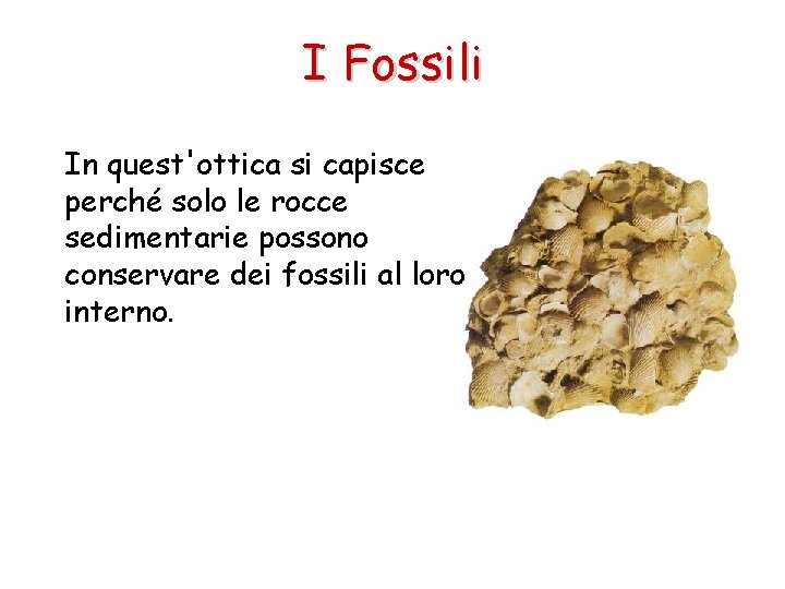 I Fossili In quest'ottica si capisce perché solo le rocce sedimentarie possono conservare dei